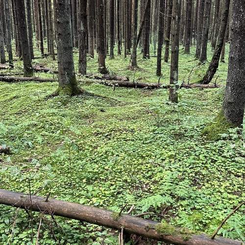 Photo #11821613