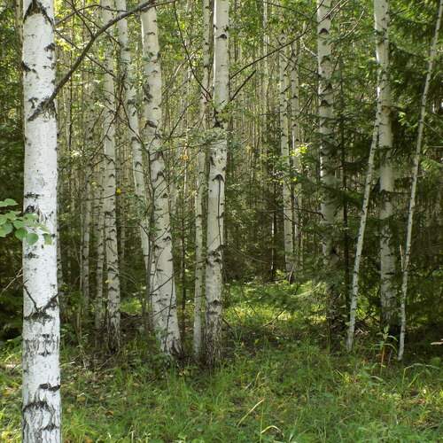 Photo #11822227
