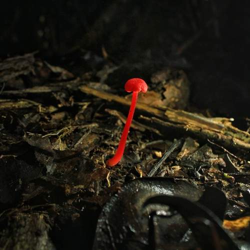 red mushroom