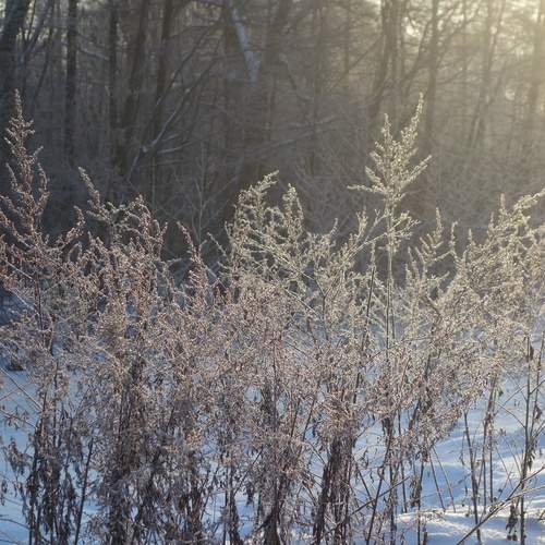 Photo #11822621