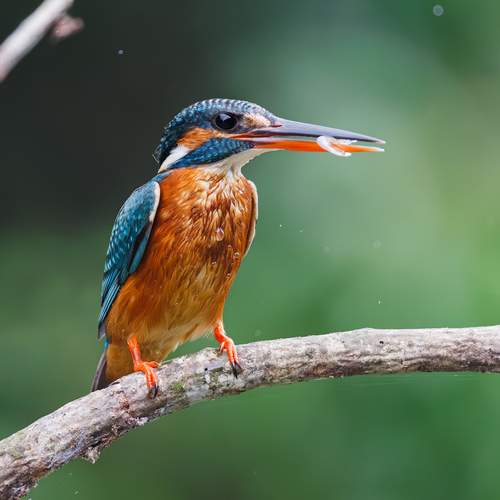 A Common Kingfisher with a catch!