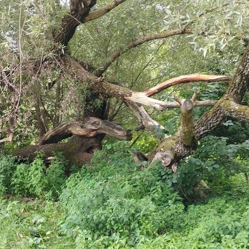 Photo #11823492