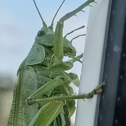 Photo #11824199