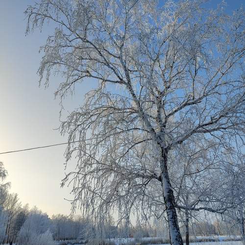 Photo #11824338