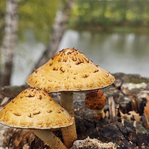 Photo #11824507