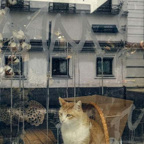 Photo #11824775