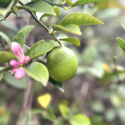 Photo #11824794