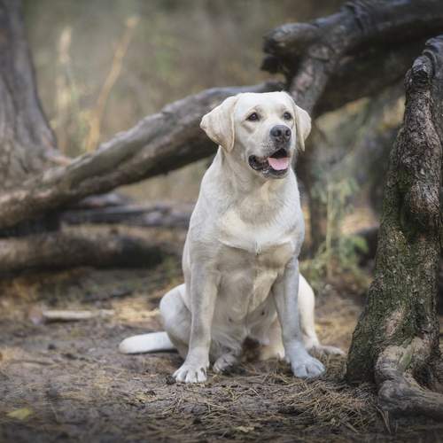 Photo #11824838