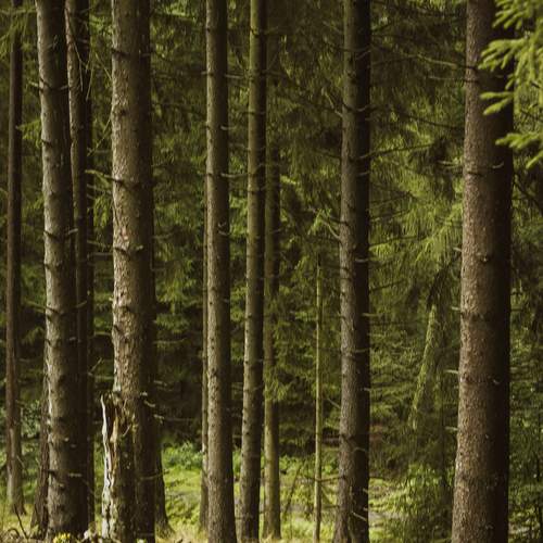 Photo #11824856
