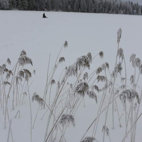 Photo #11825386