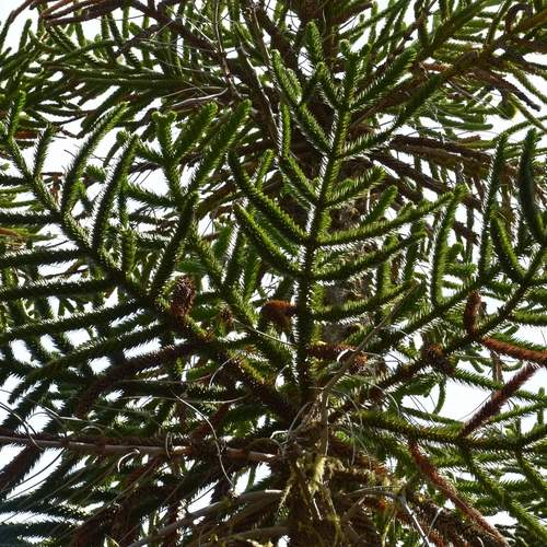 Photo #11826055