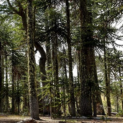 BOSQUE DE PEHUENES