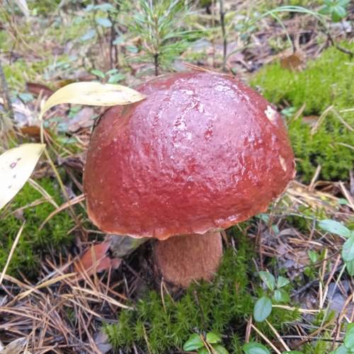 Photo #11826205