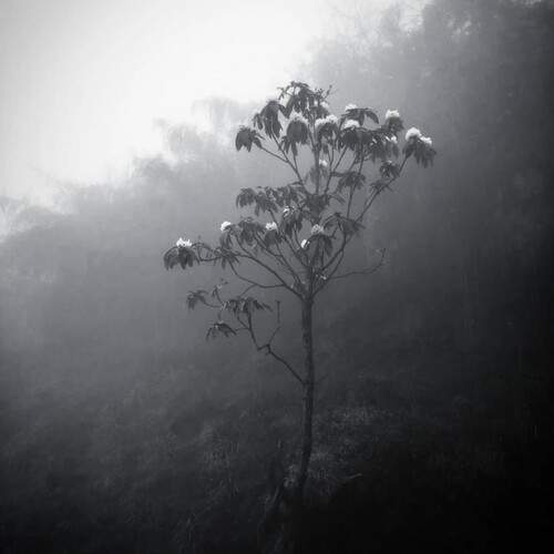 Lonely Bloom