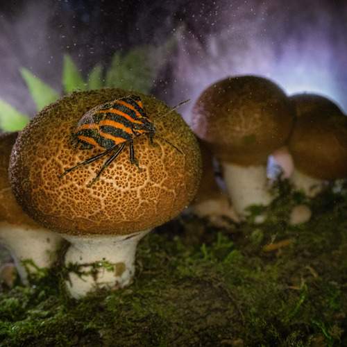Photo #11827659