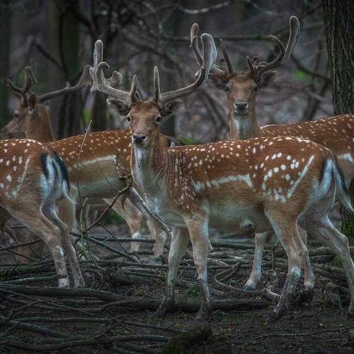 Photo #11827667