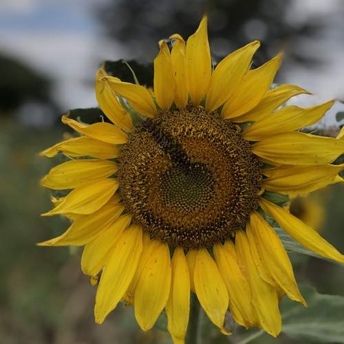 Sunflower in Tanzania