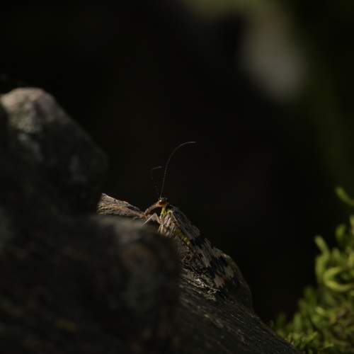 Photo #11828729