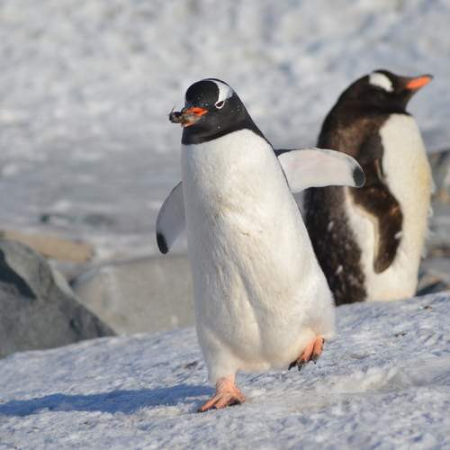 Do not disturb, penguin at work.