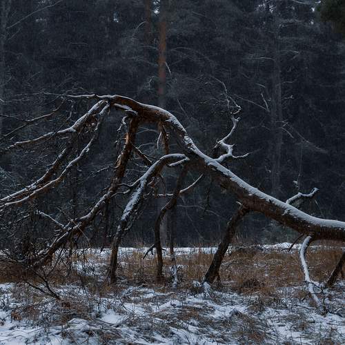 Photo #11829341
