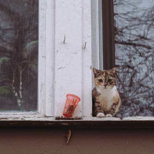 Котик курильщика