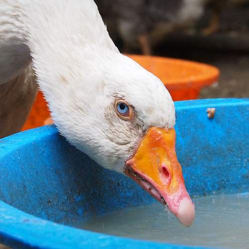 Photo #11830254