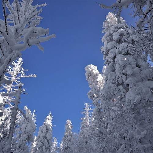 Photo #11830494