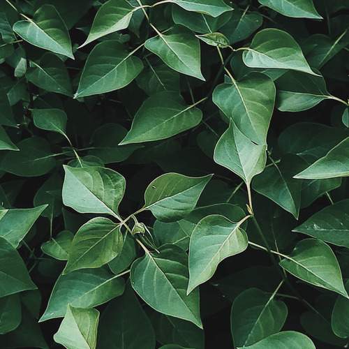 Photo #11831039
