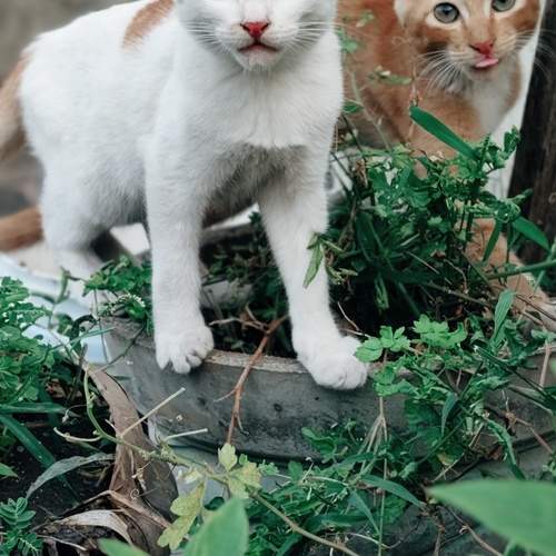 Photo #11831429