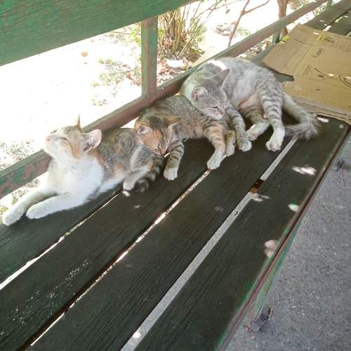 Photo #11831805