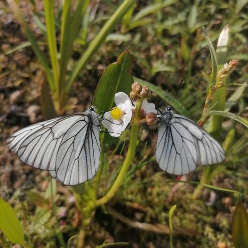 Photo #11831903