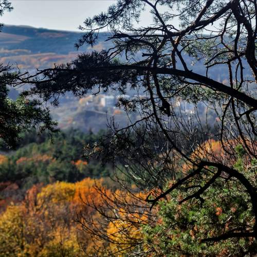Photo #11831986