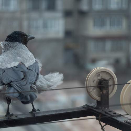 Photo #11832351