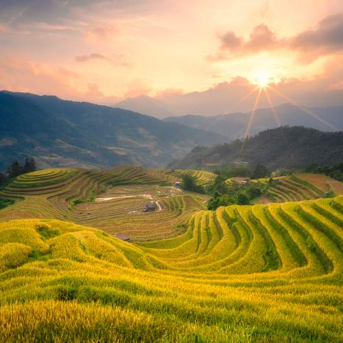 The golden season in Hoang Su Phi, Vietnam.