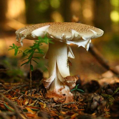 Photo #11832752