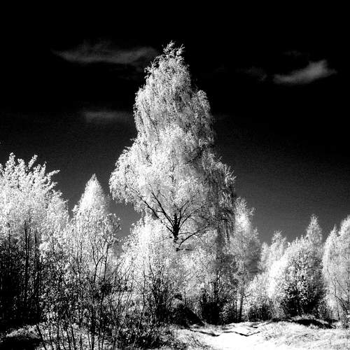 Photo #11833449