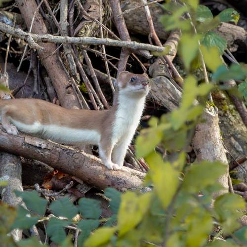 Photo #11833552