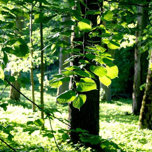 Photo #11833984