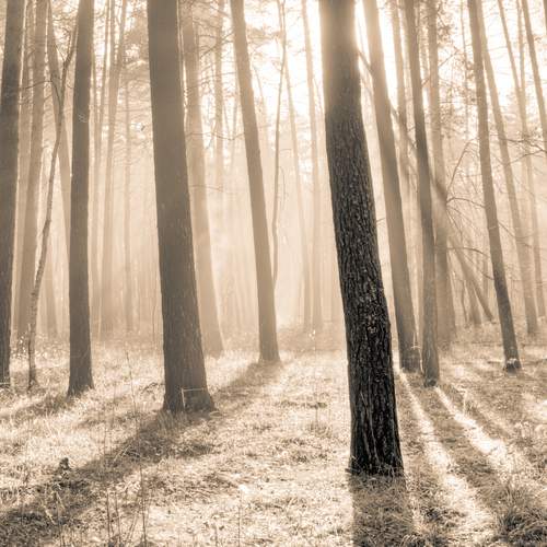 Фотография #11834080