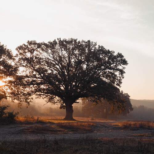 Photo #11834614