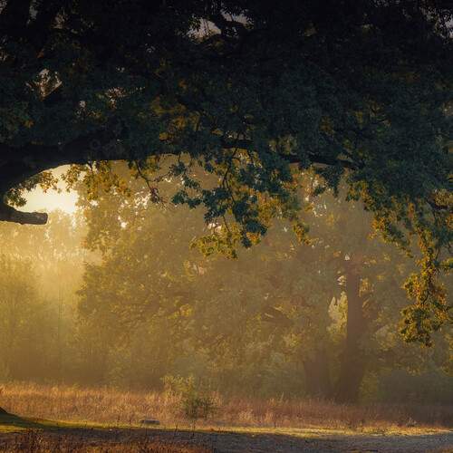 Photo #11834616