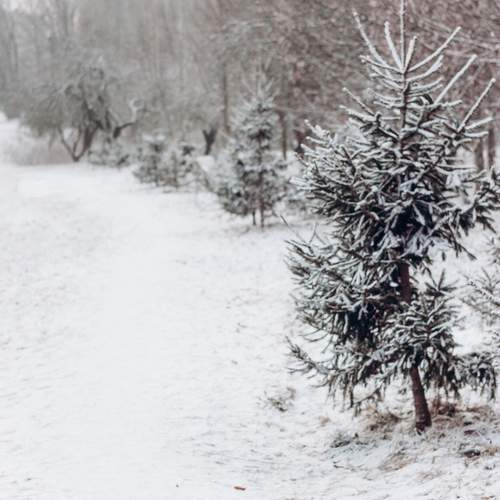 Photo #11835168