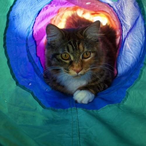 Photo #11836332
