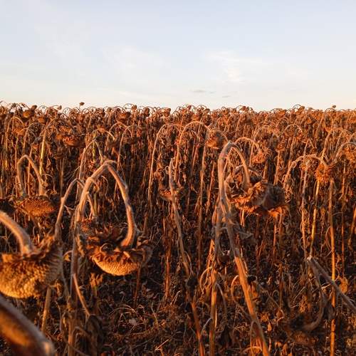 Photo #11836460
