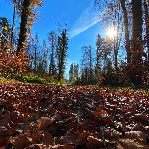 Photo #11836591