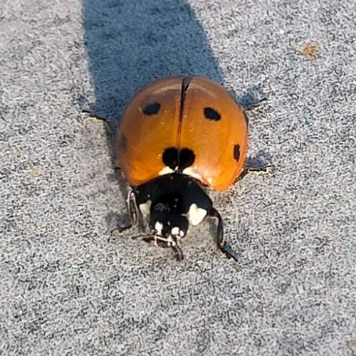 Photo #11836755