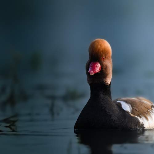 The Elegant Red-crested Pochard