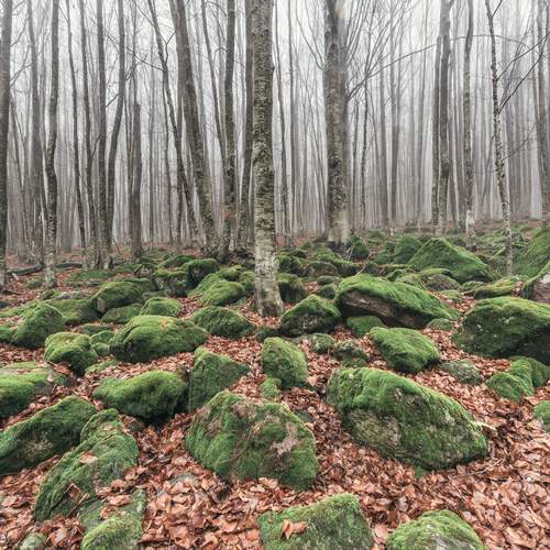 Photo #11838327