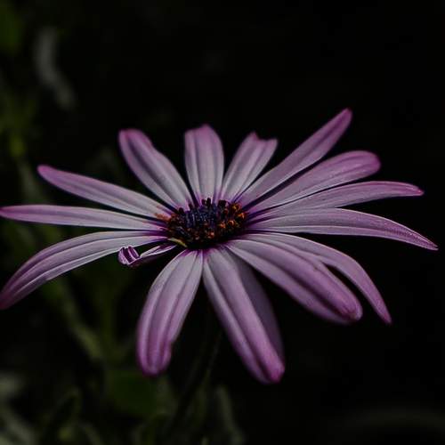 Beauty in everyday life