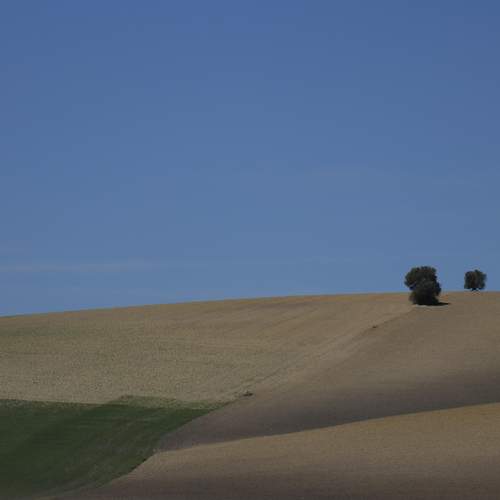 Árvores solitárias